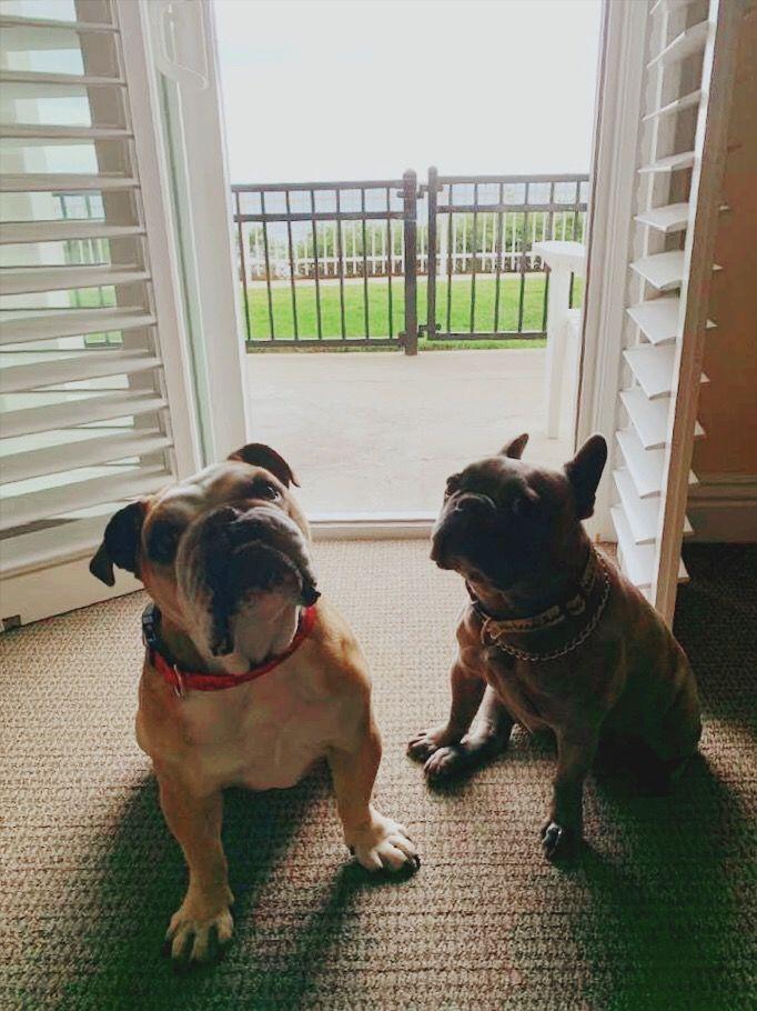 Two happy dogs sit inside a bright, pet-friendly suite at Pismo Lighthouse Suites, looking out through open doors toward a private patio with an ocean-view lawn. The peaceful setting captures the joy of a coastal getaway, perfect for guests looking to create unforgettable memories with their best friend.