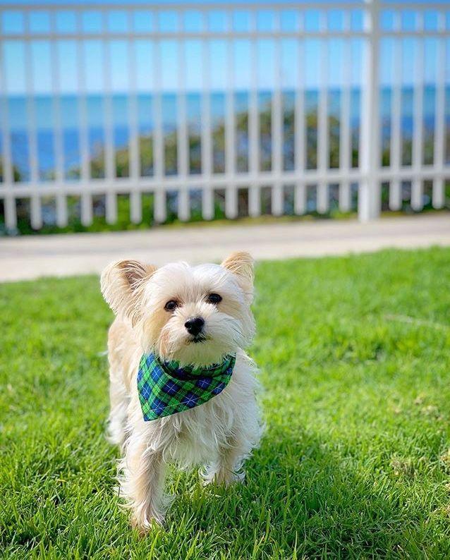 A small, fluffy dog wearing a green and blue plaid bandana stands on a lush grassy area overlooking the ocean at Pismo Beach. The bright blue sky and white fence create a serene coastal backdrop, perfectly capturing the spirit of Pismo Beach's incredible pet-friendly paradise.