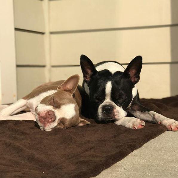 Two dogs peacefully resting on a cozy blanket outside a pet-friendly suite at Pismo Lighthouse Suites, reflecting the hotel's crystal-clear pet policies and welcoming environment for dogs and their owners.