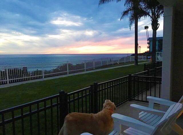 A golden retriever enjoys the ocean breeze from a private patio at Pismo Lighthouse Suites, showcasing exclusive canine amenities designed for comfort and relaxation. This dog-friendly hotel in Pismo Beach offers oceanfront views, open spaces, and pet-friendly features that make every stay unforgettable for guests and their furry companions.