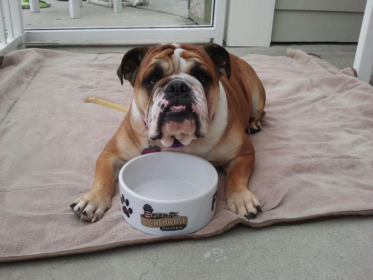 Two relaxed dogs resting comfortably on a soft blanket at Pismo Lighthouse Suites, reflecting the peaceful, pet-friendly atmosphere ideal for travelers planning their perfect dog-friendly coastal getaway in Pismo Beach.