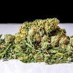 Buy Weed  Shake Online