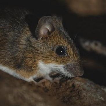 envirosafepestcontrol Melbourne